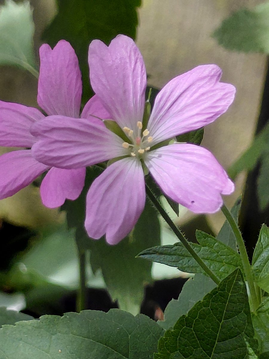 sunflower765277's tweet photo. Double the beauty for this Tuesday! 🌸🌸 Loving the delicate pink petals on this hardy geranium. Wishing you a wonderful day! 🌼🏵🌻🌿
#TwosDay #Geranium #Flowers #FlowerPhotography #MacroPhotography #MyGarden
#NaturePhotography https://t.co/bwLHdtAGi9
