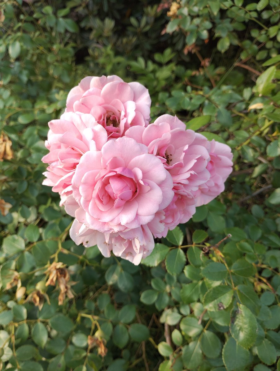 Robail_Roger's tweet photo. 今日の散歩コース🏃

まだまだバラは咲いている🌹

七夕だった昨日。私の場所からは夜に天の川が見られたらしい。

私は天の川を見ることができなかった。興味がそんなにあったわけでもないし、夜の7時頃になると眠たくなってきてしまうからです。なので特に何も起こらなかった一日でした🌃✨️🪐 https://t.co/iXkr9QNul4