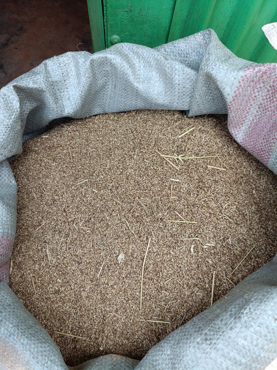 andrewk3360's tweet photo. 10kgs eldoret delivery 🚚 ✅

🌱 Boma Rhodes Seeds for Sale – KSh 800 per kg!

Grow high-quality, drought-tolerant pasture ideal for grazing and hay production.

Make your order today

📞 0703902390 https://t.co/cxuZ7rPMpA
