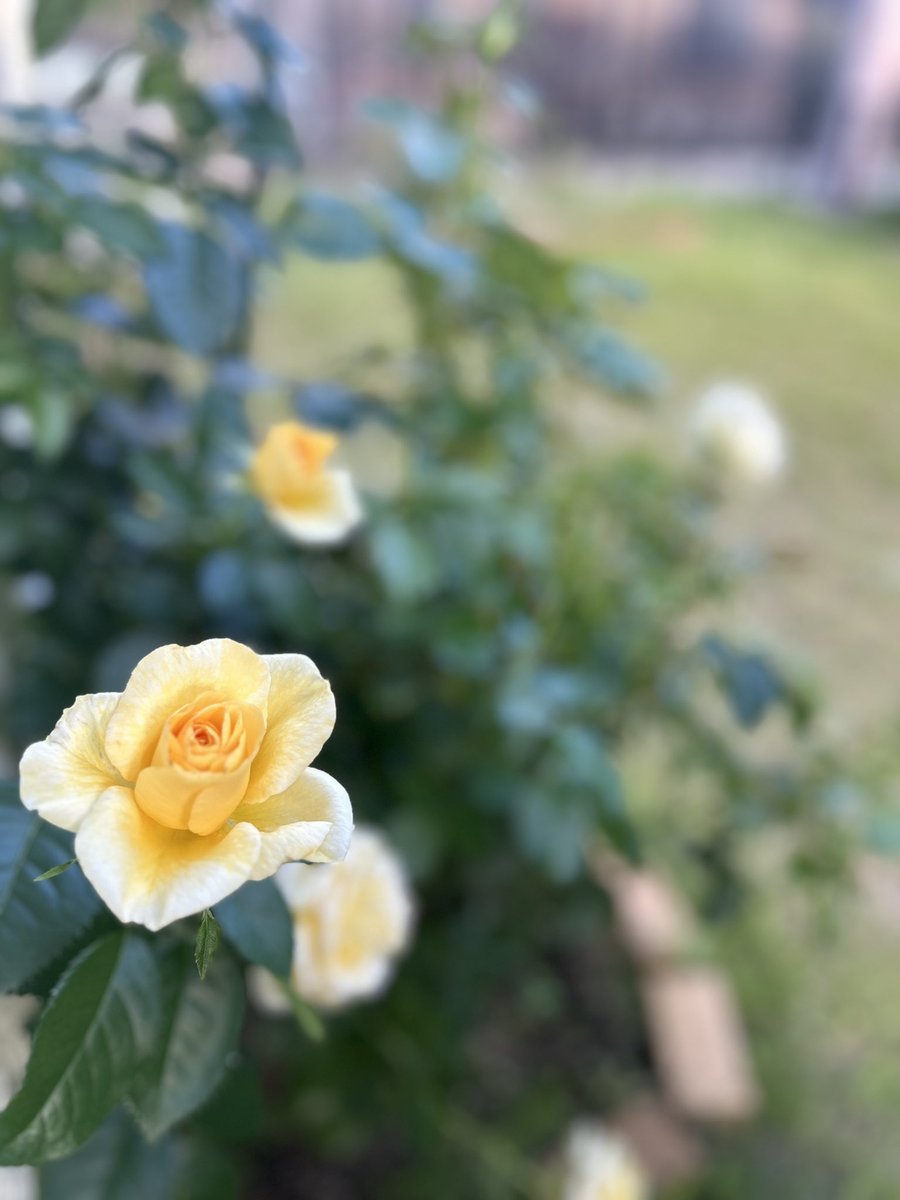 Pamelanlan's tweet photo. アンドレの二番花💛 https://t.co/NOSOaLs3kg