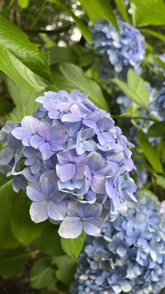 imura_ei's tweet photo. 今年の梅雨は涼しいなあ https://t.co/VxTfGcMzDh