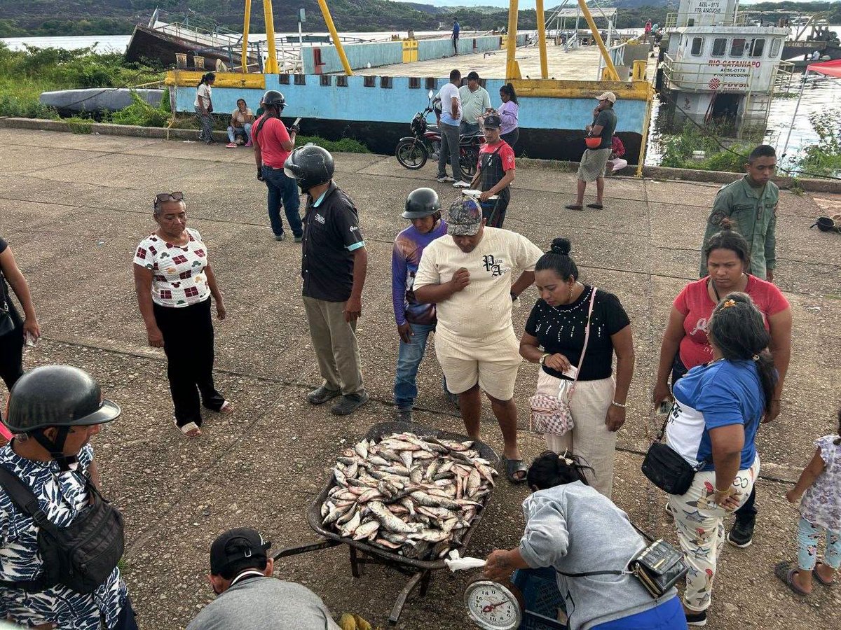 gesus_gonzalez's tweet photo. En Puerto Ayacucho || La ribazón (o arribazón) es un fenómeno natural de migración y desove donde millones de peces nadan río arriba. Para los pueblos indígenas de la cuenca amazónica y el Orinoco, representa una temporada sagrada de abundancia. https://t.co/0yDAL7HQP2