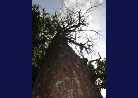 newswise's tweet photo. How Long Does It Take to Grow a Tree That Supports Endangered #IndianaBats?
@ACESIllinois 

https://t.co/MvsUQ7TsIX https://t.co/k58Ng8w267