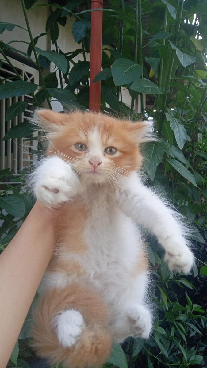 chillbros_'s tweet photo. open adopsi ya teman-teman free!! his name is ciko, jantan and 2 months
๐dom Menganti Gresik yaa๐ท #adopsi #adopsikucing #kucing #zonakucing #zonaadopsi #freeadopt #freeadopsi #adopt #kitten #cat #catadopt
feel free to ask guys! https://t.co/Y4yOdAc3Nb