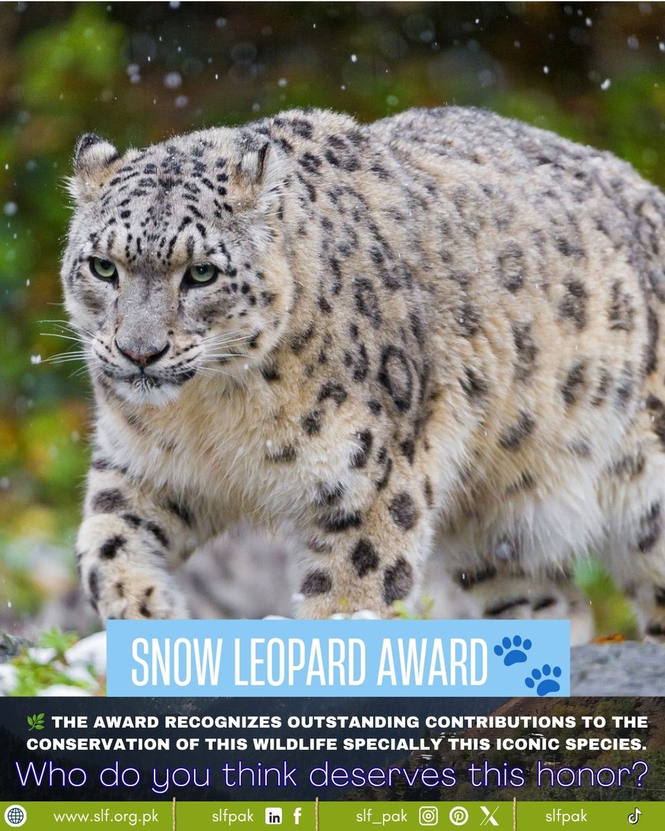 SLF_PAK's tweet photo. 🏆 Introducing the Snow Leopard Award and its significance.
The Award recognizes outstanding contributions to the conservation. It honors the dedication, courage, and commitment of individuals working tirelessly to protect Pakistan's wildlife
Who do you think deserves this honor? https://t.co/uE0Qh7VSAk