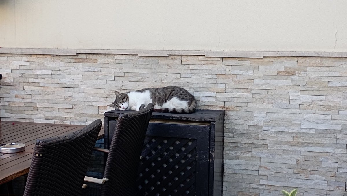 missparamour7's tweet photo. istanbul ve kedileri ama benim gozumden https://t.co/WhwWPvfkgL