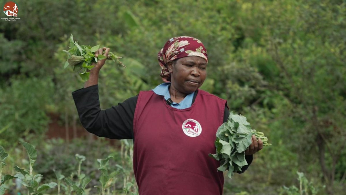BacktoBasics_ke's tweet photo. Cultivating Opportunity, One Harvest at a Time.

Gatune’s garden is more than a place where vegetables grow—it’s where resilience, enterprise, and hope take root.

With mentorship and support from Back to Basics (BTB), she has transformed a small leased plot into a productive space that contributes to her household’s food security and livelihood.

Her story reflects what happens when communities are equipped with practical skills and opportunities. Small initiatives become sustainable livelihoods. Individuals become changemakers. Communities become stronger.

This is the impact we strive to create every day: empowering communities, with a focus on women and youth, to build sustainable livelihoods while creating greener communities.

#UrbanFarming #SustainableLiving #GreenCommunities #ResilientWomen #CommunityImpact #SmallSpacesBigImpact #UrbanInnovation #BTBImpact