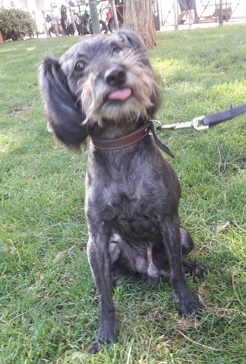 NOT_CFJ's tweet photo. #TongueOutTuesday Lucky π
β₯οΈβ₯οΈβ₯οΈ#fosterdog #adoptdontshop #adoptaseniordog #nopuppymills #nokilshelters #SaveThemAll
@HeidiL_RN @KenWahl1 @Tazatator @gigi27brand @tgradous @JonahDispatch @MrJerryOC @bestfriends @hawaiianhumane @PatriotsandPaws @hidogfoundation #servicedogs https://t.co/QN9sbmlkN4