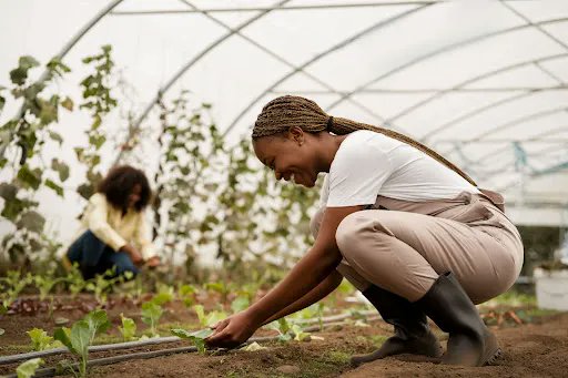 XplorZA's tweet photo. Small gardens. Big impact.

Across Johannesburg, urban farmers are turning open spaces into sources of fresh food, growing stronger communities one harvest at a time. 🌿

Read more on : https://t.co/PmSsY4pb3X

#XploreZA #XploreAgri #UrbanFarming #FoodSecurity https://t.co/2nEb9yk1QC