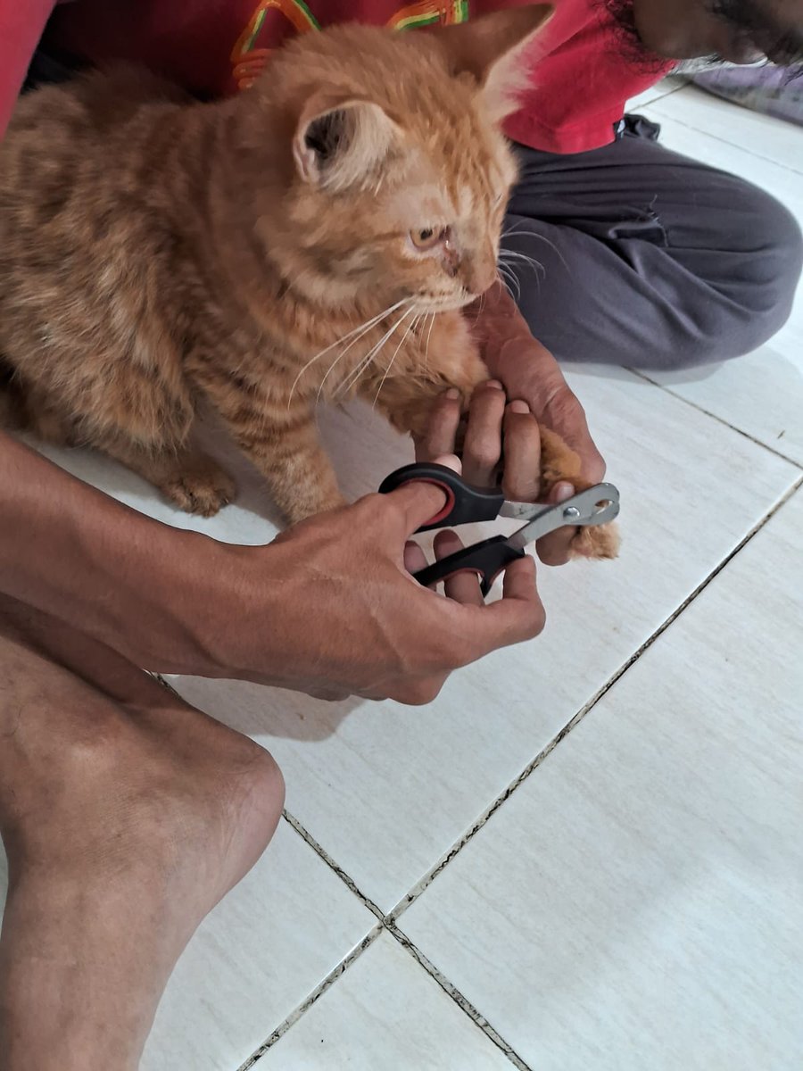 Kawan Hewan Petcare Gresik tweet media