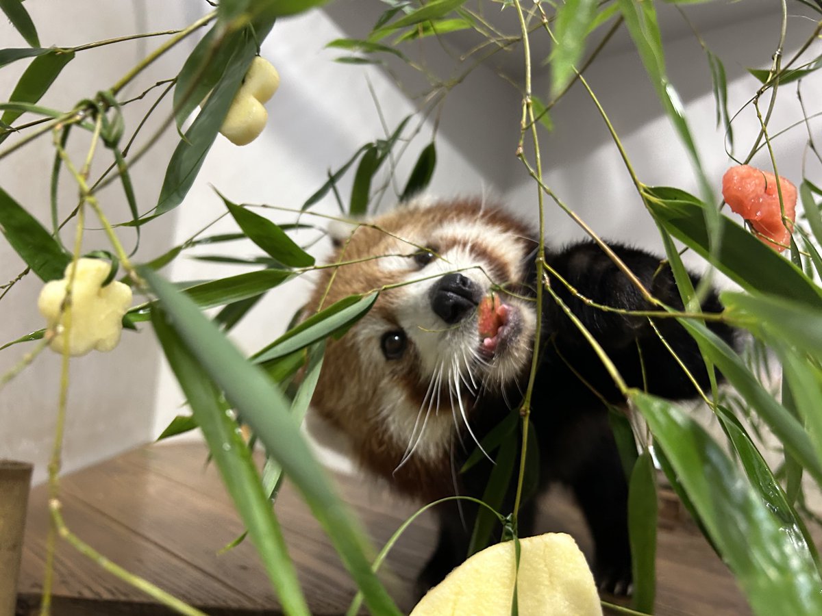 もんもん (@monmon_redpanda) / Posts / X