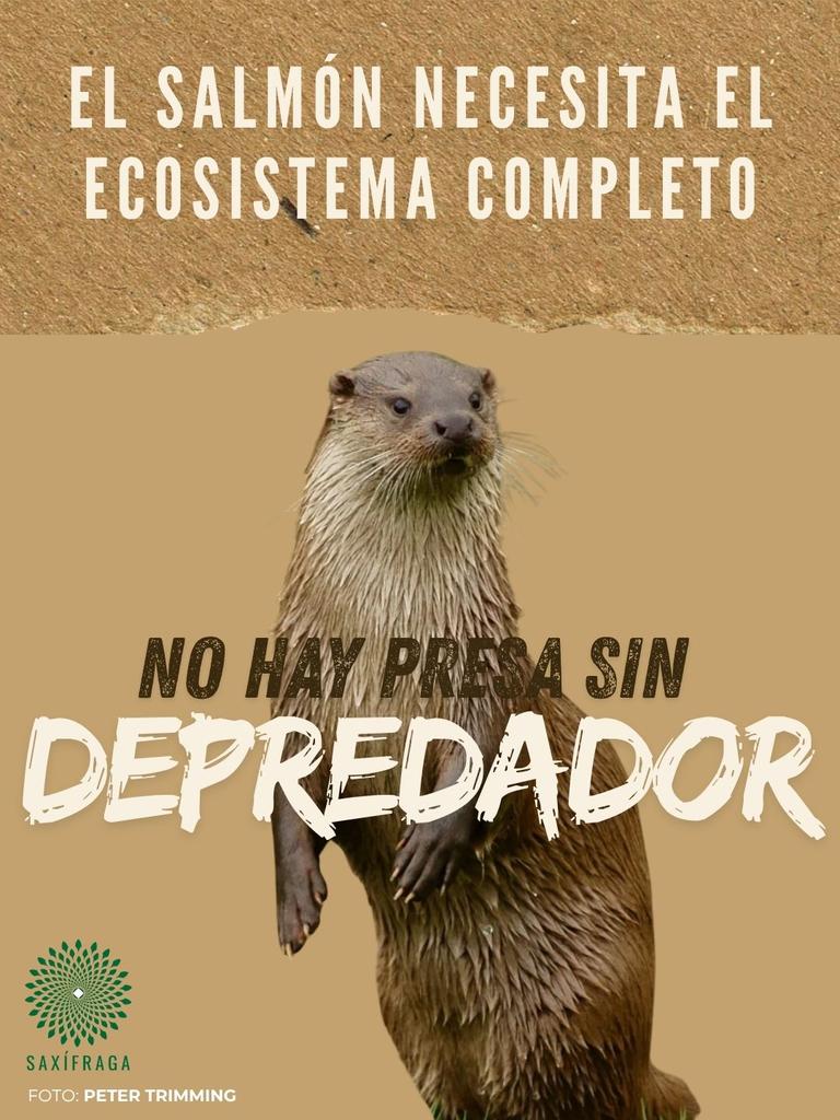 asoc_SAX's tweet photo. La nutria 🦦 es uno de los depredadores que se pide controlar, además de cormorán, garza y lubina.
Algunos de ellos ya se están matando, como los cormoranes en Asturias.

No se conserva el salmón🐟 matando nutrias 🦦: se conserva catalogándolo. https://t.co/JcK5o9dKil