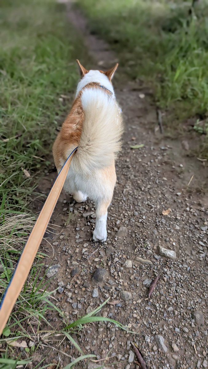 0326Zu's tweet photo. 曇ってるから早目に夕散歩行ったワン
かぁしゃんおやつ持ってなかったのにお口およだいっぱい😅
しっぽフリフリ〜💕 https://t.co/77udcoQT9H