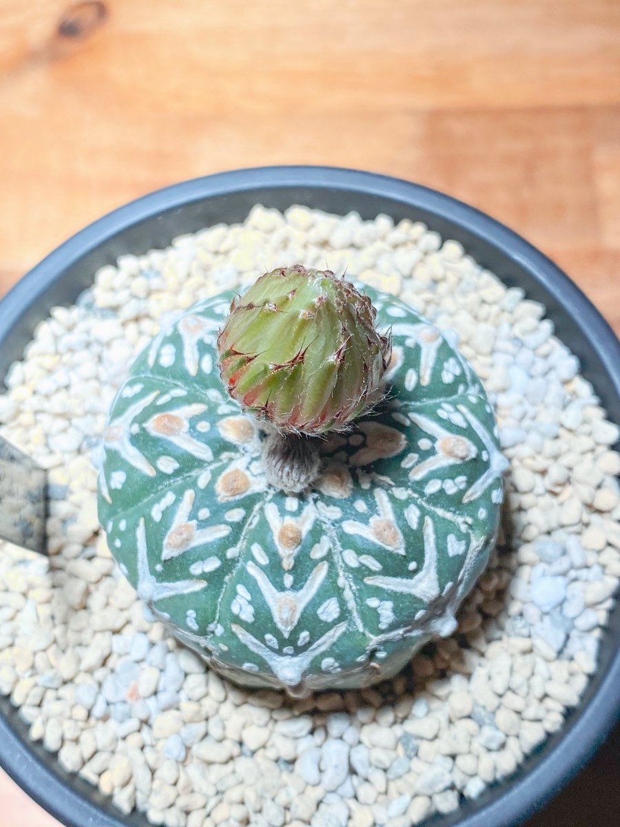 Emberlix's tweet photo. 2年ぶりにやる気を出した兜☺️🌵
気まぐれ、マイペース株。
よく見たら下からも花芽が。

花芽は日に日に膨らんできてます✌️
いつ咲くかなあと毎日チェック👀✨

あと2〜3日で開花かな😊

#サボテン https://t.co/nn6wH8gFSN