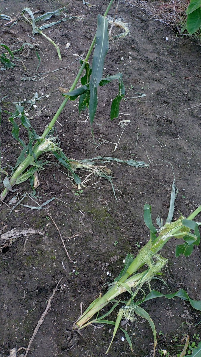 FolteMark2's tweet photo. …私んちの🌽様が…なんかデカめの生き物様に…＿|￣|○ il||li https://t.co/UEwlzm6pOs