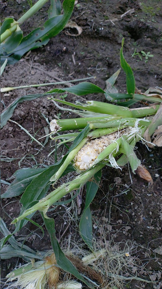 FolteMark2's tweet photo. …私んちの🌽様が…なんかデカめの生き物様に…＿|￣|○ il||li https://t.co/UEwlzm6pOs