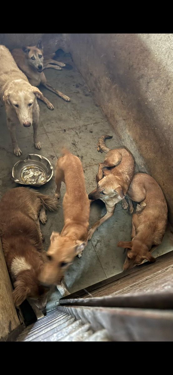jeevansharya's tweet photo. 🚨 EMERGENCY: ALLEGED ANIMAL CRUELTY AT INDORE ABC FACILITY 🚨🐕💔

📍 Indore, Madhya Pradesh, India 🇮🇳 

Photos and videos circulating online appear to show several community dogs allegedly confined in overcrowded conditions at an ABC facility, reportedly without adequate food or water after being picked up from different areas.

This may constitute serious animal cruelty and requires an immediate, independent investigation.

We urge the authorities to:

✅ Immediately inspect the ABC facility
✅ Rescue all dogs and provide urgent food, water & veterinary care
✅ Investigate allegations of illegal dog lifting and unlawful confinement
✅ Register an FIR under all applicable laws if violations are established
✅ Take strict legal action against all those found responsible

🆘 Volunteers urgently needed in Indore. If you can help on the ground, please contact Karen : +91 98713 17783.

This is cruel, inhumane, and a possible death sentence for innocent animals. Please share widely until every dog is safe.

@IndorePolice @CollectorIndore @CMMadhyaPradesh @DrMohanYadav51 @indSupremeCourt @AwbiBallabhgarh @narendramodi @PMOIndia @rashtrapatibhvn @indSupremeCourt @manekagandhibjp @PetaIndia @AWBI @moefcc @RahulGandhi @republic @DDNewslive @ndtv @timesofindia @Asksindia_ @THaPriYa123 @JahnaviIyer @dilthi_gujarati @sanjay_daddy

#SaveIndianDogs #JusticeForDogs #StopAnimalCruelty #AnimalCruelty #AnimalWelfare #CompassionForAnimals #AnimalRights #JusticeForStrays #VoicelessLivesMatter #AmendPCA #NoMore50 #Indore #MadhyaPradesh #IndianDogsMatter #SaveTheDogs #BeKindToAnimals #Accountability
