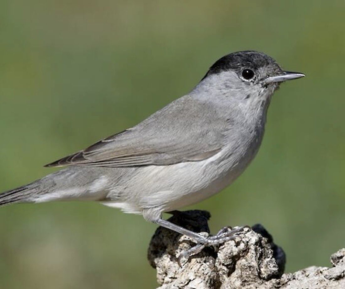 ReaderTrowse's tweet photo. It was a real joy to share St Andrew’s Churchyard on Sunday and hear the birdsong of all these birds singing in the sunshine.
Do come and just sit and listen yourself.
#treecreeper #blackcap #greaterwhitethroap #blackbird #bluetit #commonwoodpigeon https://t.co/3jMx3DBvcq