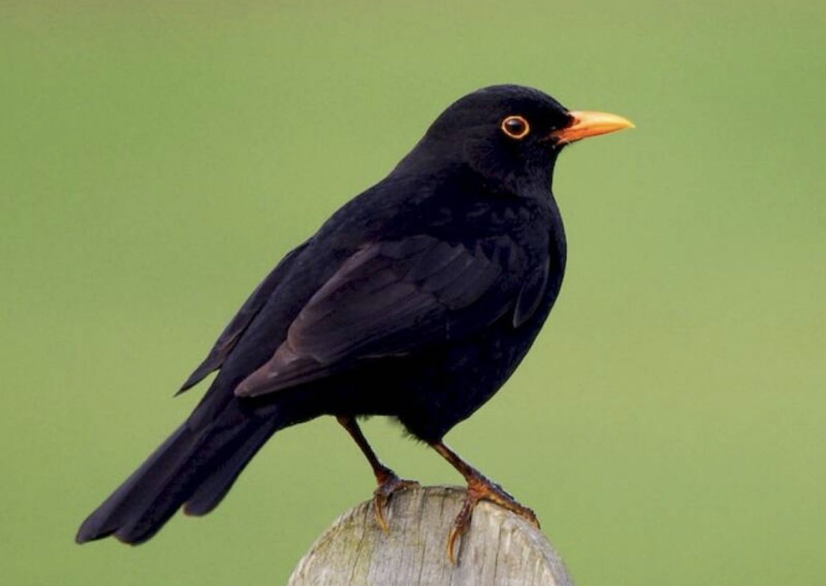 ReaderTrowse's tweet photo. It was a real joy to share St Andrew’s Churchyard on Sunday and hear the birdsong of all these birds singing in the sunshine.
Do come and just sit and listen yourself.
#treecreeper #blackcap #greaterwhitethroap #blackbird #bluetit #commonwoodpigeon https://t.co/3jMx3DBvcq