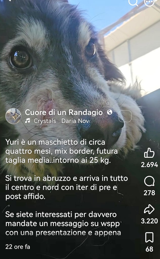 MonicaOrsini8's tweet photo. Yuri 4 mesi è stato aggredito nel box del canile. È tanto spaventato e tanto buono, non può crescere in un definitivo! Se non potete adottare, condividete! 🙏🏻 #Abruzzo #AdoptDontShop #adottanoncomprare #adottauncanedalcanile #canicercacasa #adozionecani #adozionidelcuore ☎️👇🏻 https://t.co/Ol7gPMz7CY
