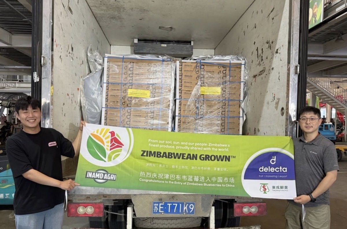 newswireZW's tweet photo. Zimbabwe has exported its first-ever shipment of fresh blueberries to China, opening the door to one of the world’s biggest fruit markets after meeting the country’s strict import requirements.
The shipment follows a protocol signed between Zimbabwe and China in 2025.
“An exciting step forward as we explore the significant potential China holds for Zimbabwean blueberries and continue opening new opportunities for our growers,” says the exporter, Delecta Fruit.
According to the Horticultural Development Council (HDC), which represents growers, Zimbabwe had about 650 hectares under blueberry production in 2025 and exported around 9,500 tonnes.
This year, production is expected to grow to about 800 hectares, with exports reaching 11,500 tonnes.