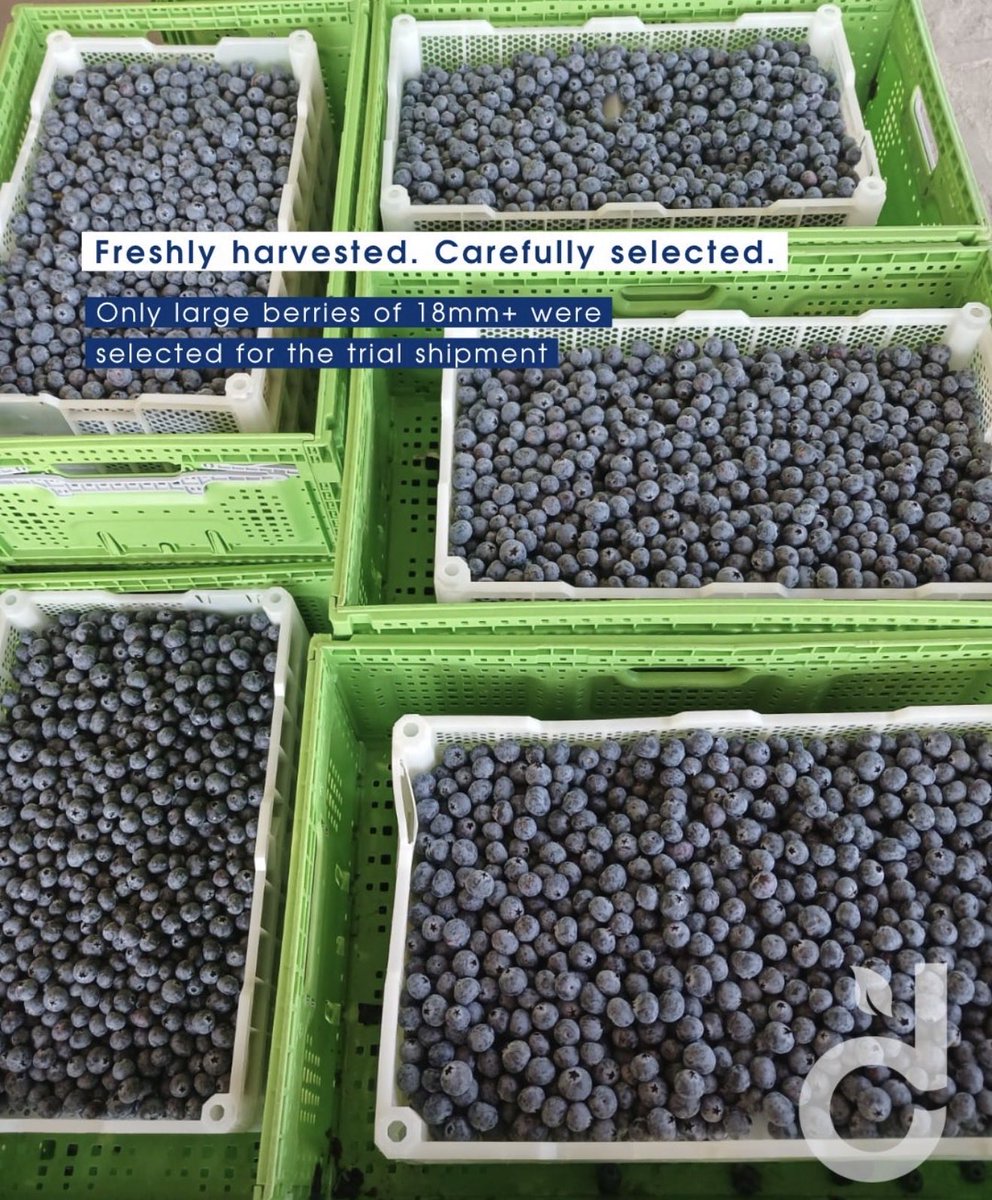 newswireZW's tweet photo. Zimbabwe has exported its first-ever shipment of fresh blueberries to China, opening the door to one of the world’s biggest fruit markets after meeting the country’s strict import requirements.
The shipment follows a protocol signed between Zimbabwe and China in 2025.
“An exciting step forward as we explore the significant potential China holds for Zimbabwean blueberries and continue opening new opportunities for our growers,” says the exporter, Delecta Fruit.
According to the Horticultural Development Council (HDC), which represents growers, Zimbabwe had about 650 hectares under blueberry production in 2025 and exported around 9,500 tonnes.
This year, production is expected to grow to about 800 hectares, with exports reaching 11,500 tonnes.
