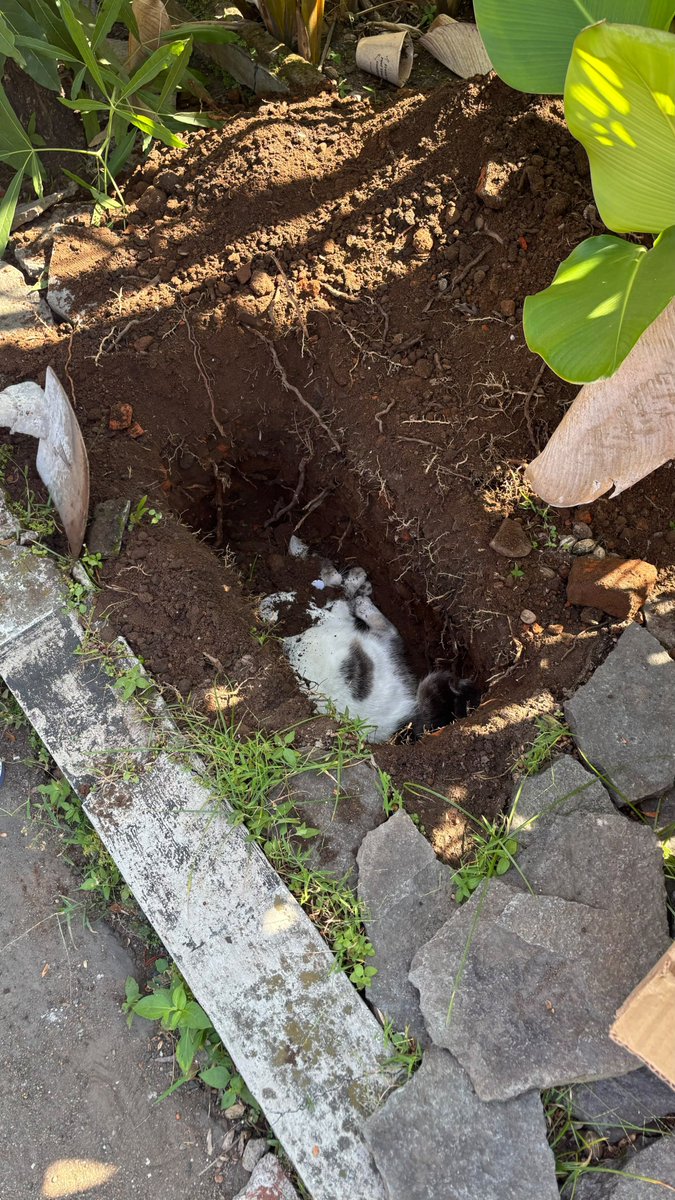 cleopatraasd's tweet photo. info kucing korban tabrak lari 😭

ada yang kenal kucing ini di daerah Jl. Cidurian, Malang? Soalnya udah di kubur takut pemiliknya nyariin. Kemarin tertabrak sama mobil daihatsu espass. Kalau ada yang punya, sudah dikubur di depan kos2an pertigaan jl. Cidurian
@infomalang https://t.co/Vbq1NwGjdK