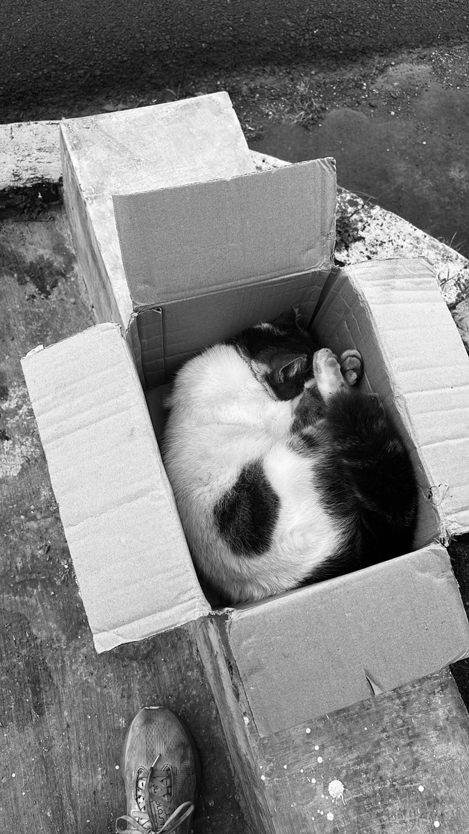 cleopatraasd's tweet photo. info kucing korban tabrak lari 😭

ada yang kenal kucing ini di daerah Jl. Cidurian, Malang? Soalnya udah di kubur takut pemiliknya nyariin. Kemarin tertabrak sama mobil daihatsu espass. Kalau ada yang punya, sudah dikubur di depan kos2an pertigaan jl. Cidurian
@infomalang https://t.co/Vbq1NwGjdK