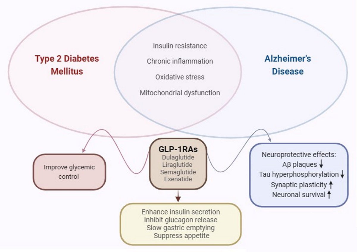 MDPIBiologySubj's tweet photo. Exploring the Role of GLP-1 #Receptor Agonists in #Alzheimer’s Disease: A Review of Preclinical and Clinical Evidence
Full text 👉 https://t.co/ChQby7YSeN
#GLP1
#type2diabetes
#DiabetesResearch
#diabetes https://t.co/ax8BxzXpw5
