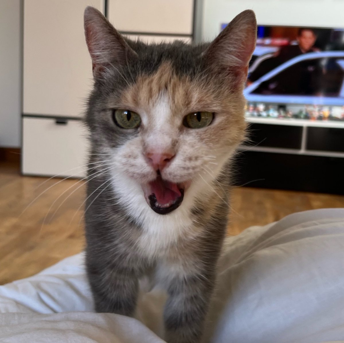 ElyseRubyJane's tweet photo. @midnightstaylor in case I need to convince you: my 15 year old senior cat I rescued from the shelter last year. she refused to eat there but ever since she is with me she is thriving. https://t.co/Xywgd6ugzS