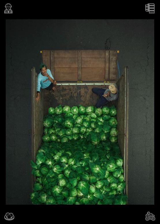 Ahmad_raza49's tweet photo. Gentle kittens respond to soft petting with quiet purring, creating a harmonious bond that makes daily life warm and intimate. Buying vegetables: the cabbage is ripe. https://t.co/iYXpiiT8cn