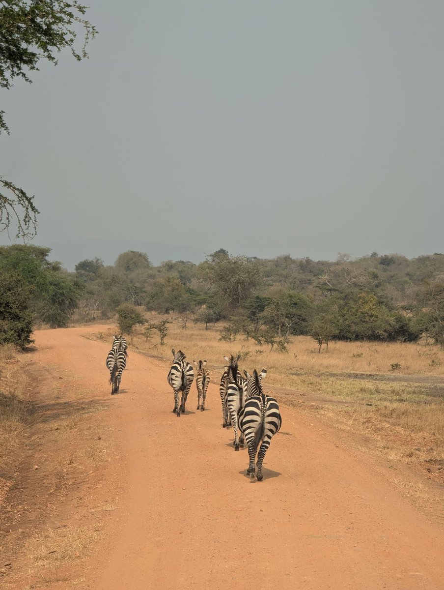 kemigisha777's tweet photo. 📍Lake Mburo National park.
Where every glance across the savannah is a reminder of Uganda's incredible biodiversity roaming free &amp; this reminds us why wildlife deserves our protection
@ugwildlife 
#ConservationAtHeart
#VisitUganda l #ExploreUganda https://t.co/6VlAbTET9K