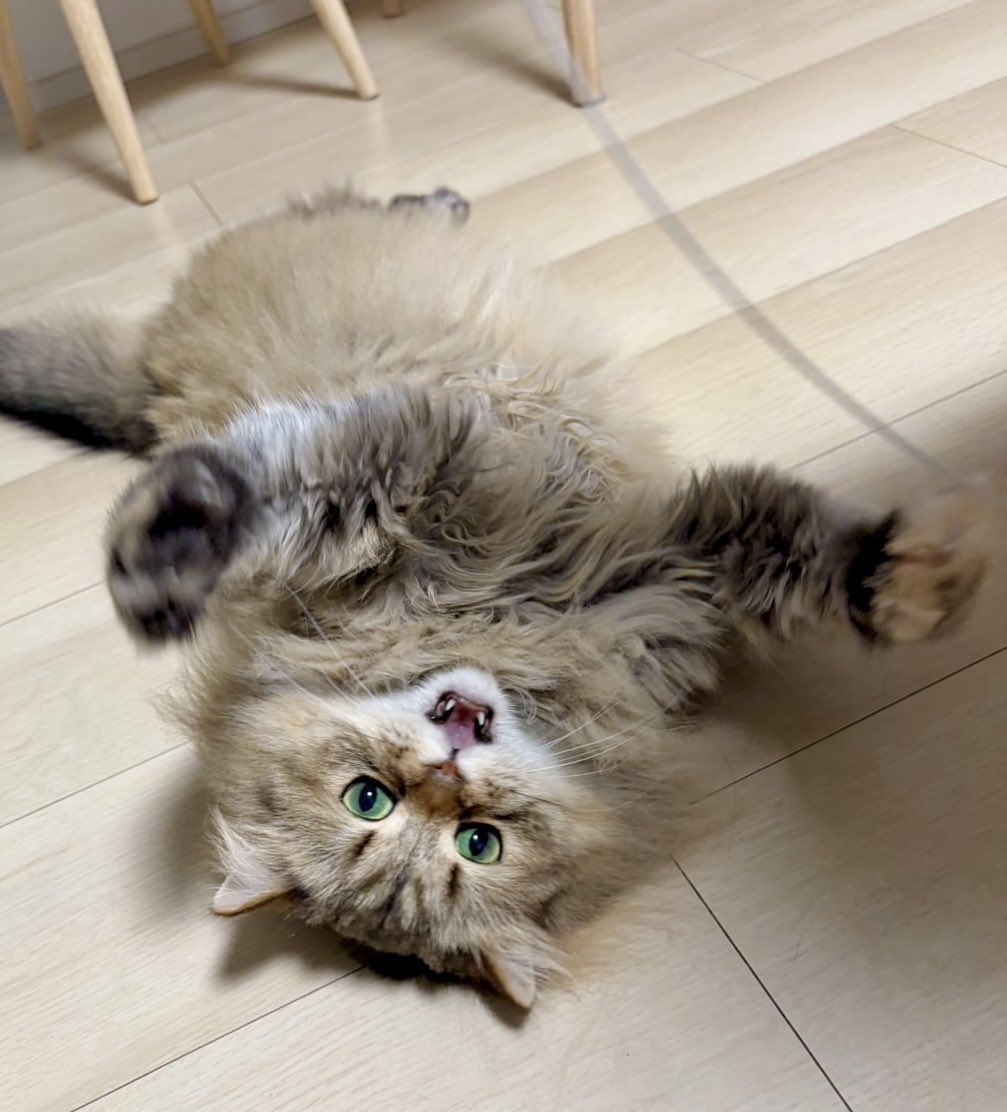 okoge_1003's tweet photo. はわー！ #サイベリアン #猫のいる暮らし https://t.co/bfBpga2kqg