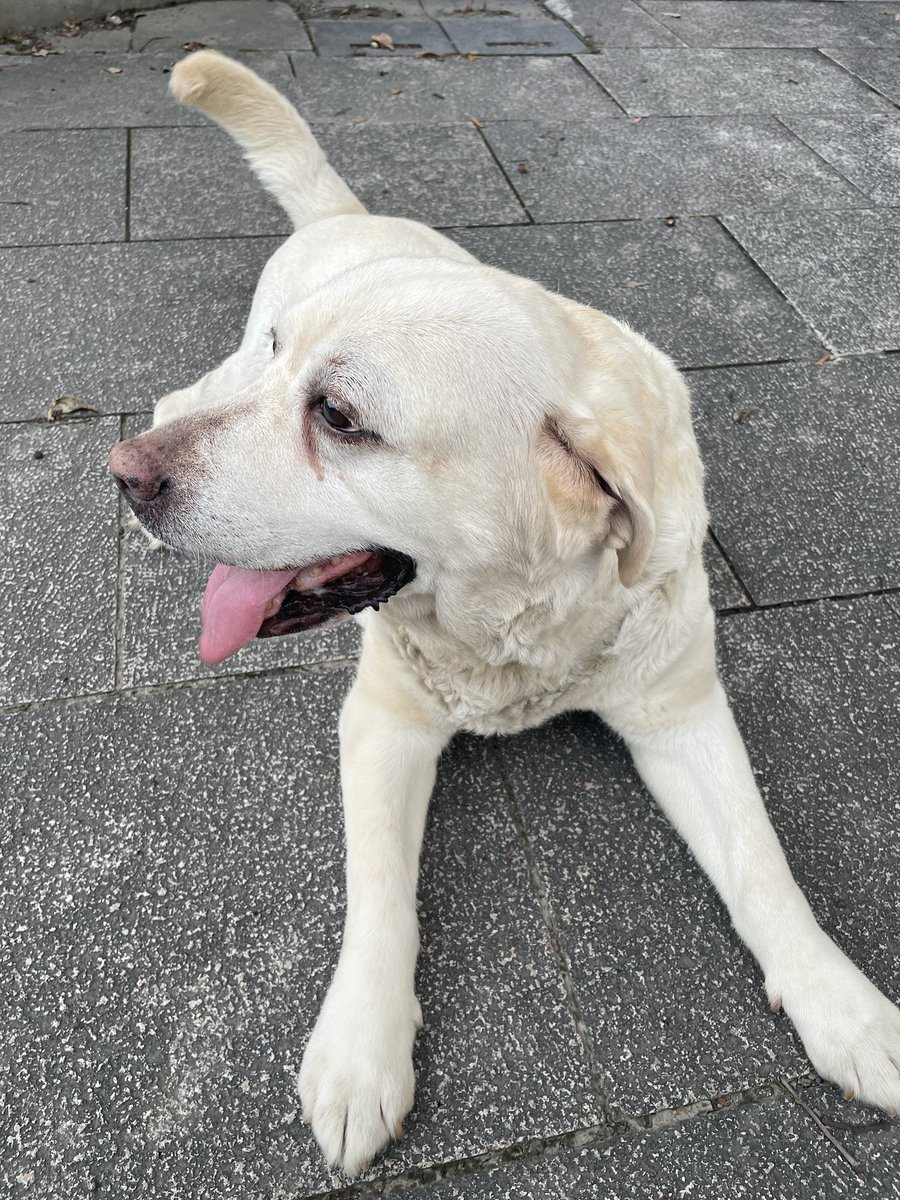 hitoshi1107's tweet photo. #迷い犬　首輪なし　白ラブラドール
博多 https://t.co/d7WYlqMcox