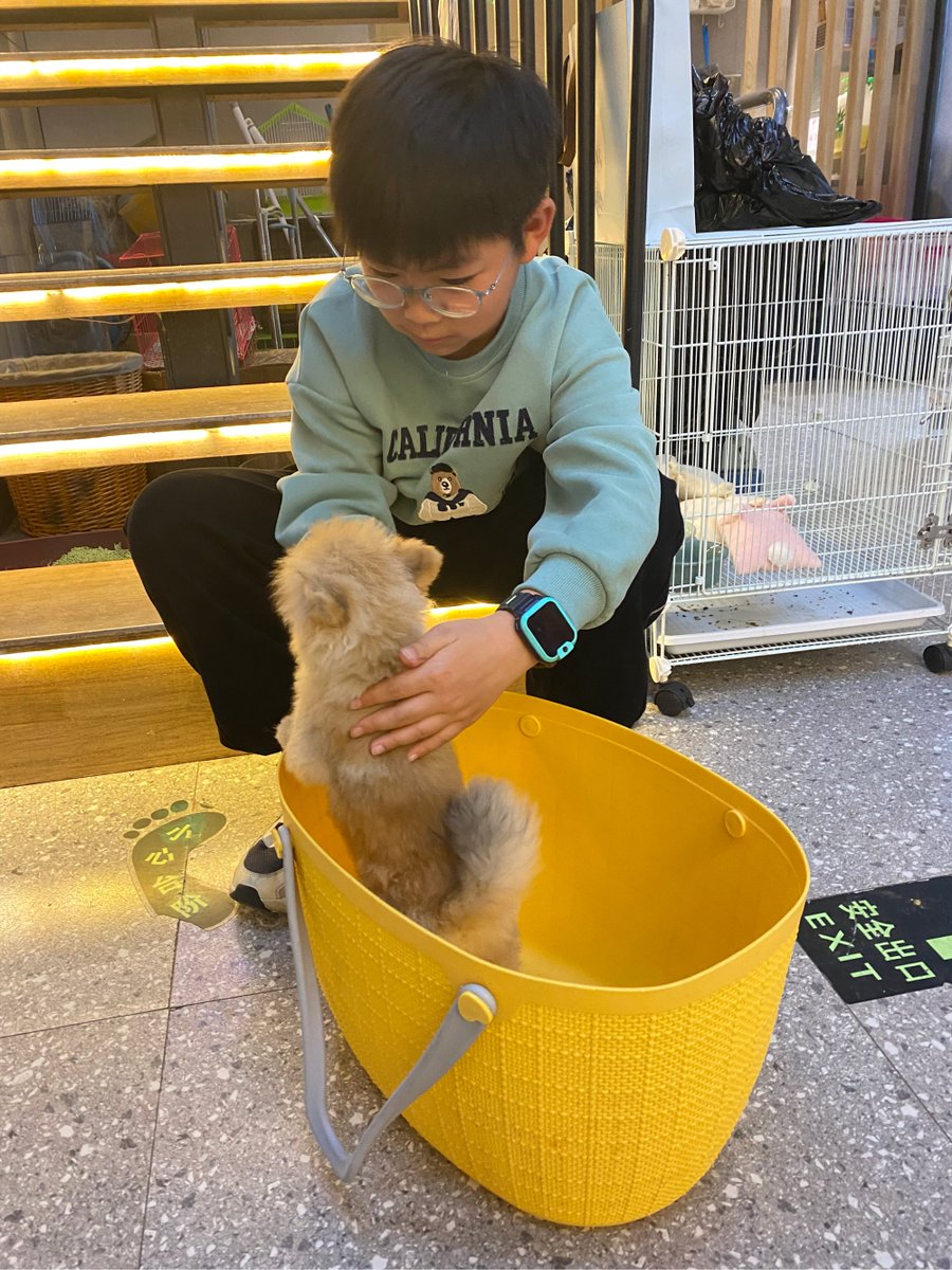 bzKmbCt8SBpczce's tweet photo. My little buddy hit the 6-month mark today—from a wobbly peanut to a zooming furball that steals my socks. Growth hits different with this fluff! https://t.co/nsI0Vo1o8g