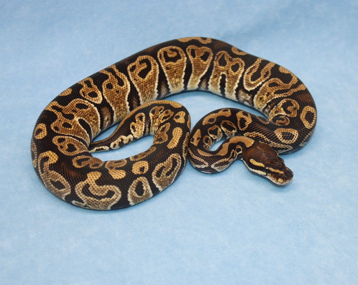 h2mreptiles's tweet photo. 【Hans 第一便 #14】

第一便より、日本へ送り出される一匹をご紹介します。

Hansが長年かけて残してきた血統の中から、日本へ届く個体です。

見た目の美しさだけでなく、次の世代へどう繋げるか。

そこまで考えて導入していただきたい一匹です。

気になる個体がございましたら、到着前でもご相談・ご予約を承っております。

DM・公式LINEよりお問い合わせください。

Female

Blaze Haxanthic Hurricane Split 66%poss. het. Clown