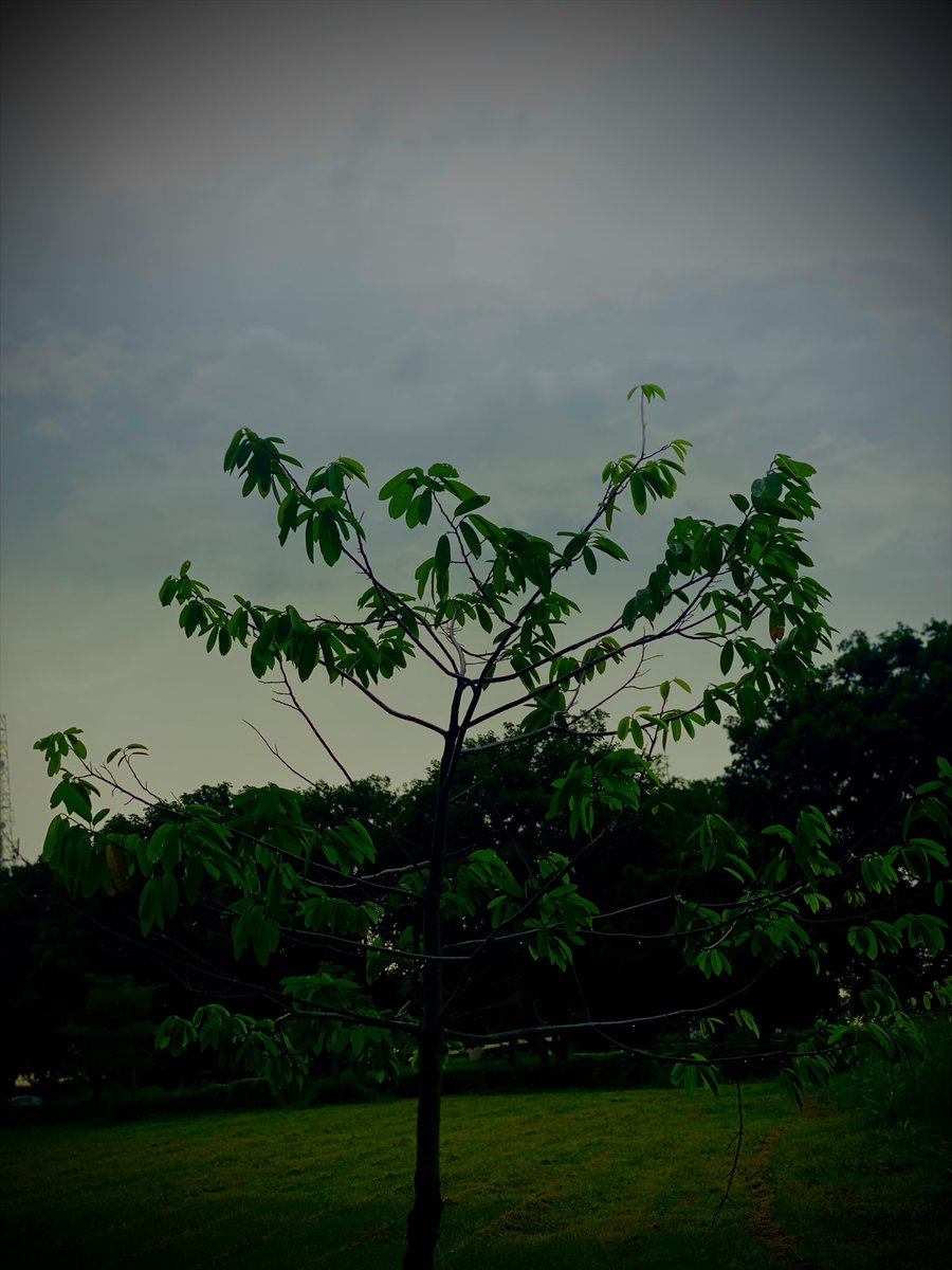 PatienceFunaab's tweet photo. What is an AGRICULTURAL UNIVERSITY without nature 🤔? 
 
Without the trees🌳, the breeze💨, and the endless shades of green🍃, it loses a part of its very essence💫. 

Some call it a forest; I call it the quiet reminder that growth begins with nature ✨🍀. https://t.co/A4KJnd4bNP