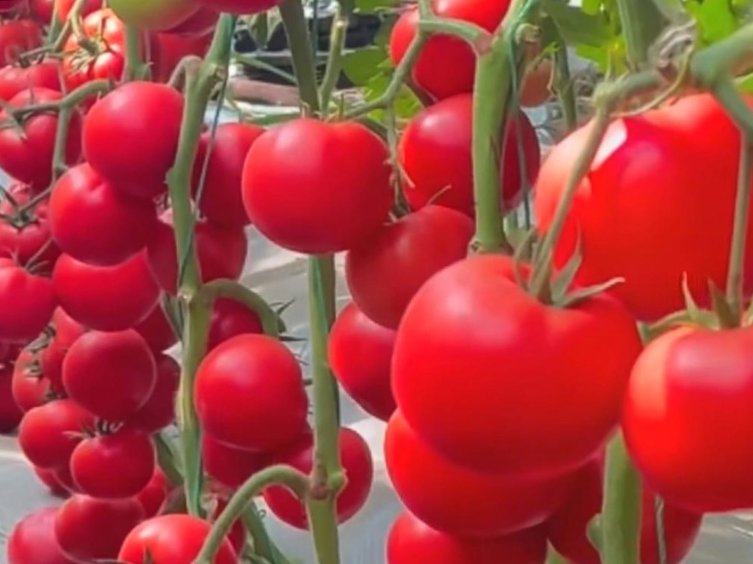 TAkdamar's tweet photo. My tiny balcony went from just a empty spot to my little urban garden—harvested the first cherry tomato today, worth every morning’s watering!， https://t.co/H7L8OtuLAL