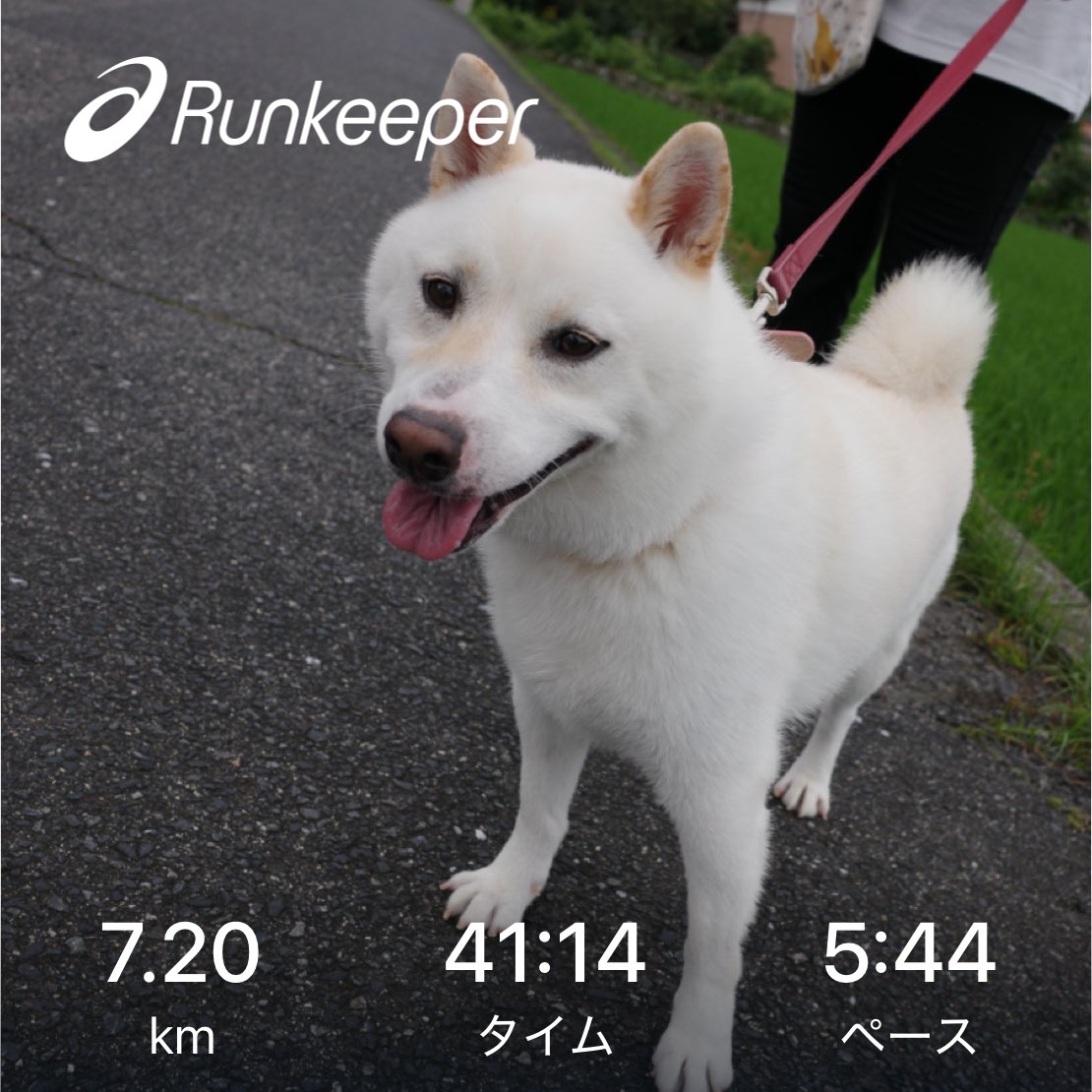 SirMiles90125's tweet photo. 夕Run
#犬バカ部 #dog #shiba #shibainu #柴犬 #白柴 #和犬 #shibadogs #shibainulove #petstagram https://t.co/018UWEsWDg