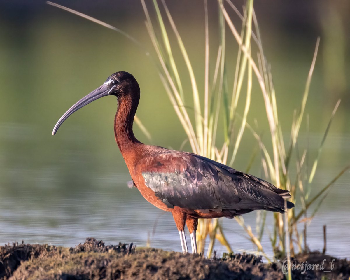 notjared_b's tweet photo. Glossy Ibis.  #ctnaturefans https://t.co/YGI2k9ZKlR