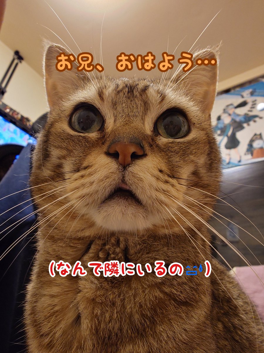 ganbare_0618's tweet photo. 起きたらマロが隣にいた😅嬉しいよりもビックリ🫨ハムはお姉のランコムのなんちゃらに乗っかってるし😅 https://t.co/H2HiRHZbOe
