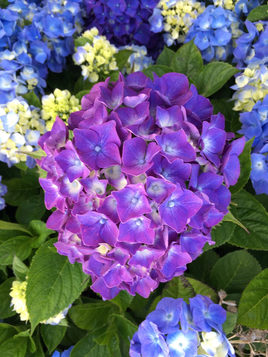 ayumuminmaya's tweet photo. 外ヶ浜町三厩アジサイだより👏👏👏👏
まわりの青いアジサイのまんなかで映える紫色のアジサイ🤲
夕陽を浴びてさらに綺麗な色です✌️ https://t.co/3ZOFpoA2UZ