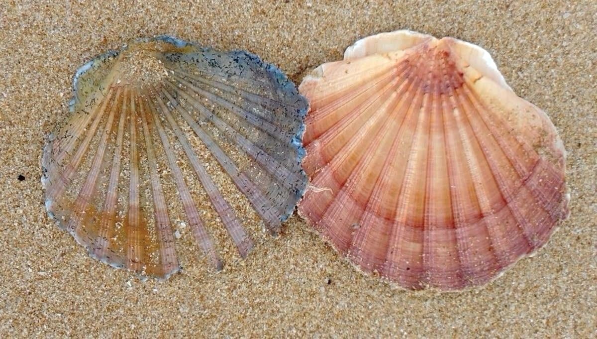 dreamyyarchive's tweet photo. 🐚 https://t.co/HfQefBAs5j