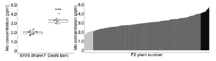 jssspn's tweet photo. #SSPN Volume 72, Issue 3, 2026
OsMOT1;1 is associated with grain and shoot molybdenum concentrations of Bangladeshi boro rice cultivars
Shihab Uddin et al.
https://t.co/Y1nELqubRI
#JSSSPN #日本土壌肥料学会 https://t.co/qPo7Dj0aqM