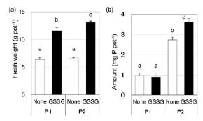 jssspn's tweet photo. #SSPN Volume 72, Issue 3, 2026
Oxidized glutathione improves phosphorus acquisition efficiency in plants
Kenji Henmi et al.
https://t.co/Nvzft9eOyI
#JSSSPN #日本土壌肥料学会 https://t.co/7K4wkR1xvy