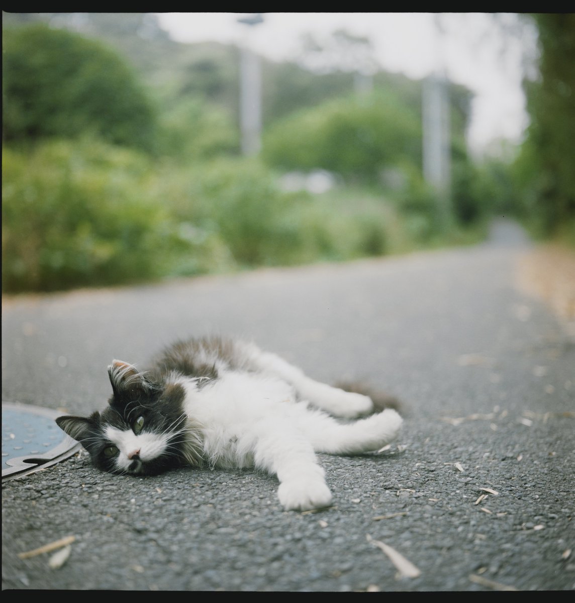 Weboshi_M240's tweet photo. テッサーはよく写るニャ〜

Rolleiflex T
Tessar 75mm f3.5
#ナツラボ https://t.co/2AabAi5PCB
