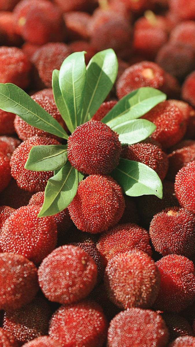 ChinaDaily's tweet photo. Today the Chinese calendar flips to a reveal a berry special day, as Minor Heat heralds the harvest of Xianju bayberries... from the mountains of #Zhejiang to tables across the country — and far further afield, it’s time to enjoy this sweetly tart treat. #bayberry https://t.co/c92R53oUvV
