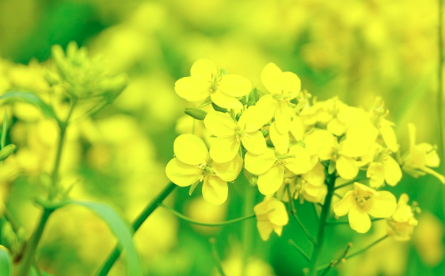 i_Qinghai's tweet photo. Provence has lavender.
Qinghai has Menyuan. πΌ
Every July, this highland valley turns gold with vast rapeseed flower fields under the plateau sky.
πMenyuan, Qinghai
#Qinghai #Menyuan #iQinghai #FlowerFields #MeetQinghai https://t.co/NfivL3eHNQ