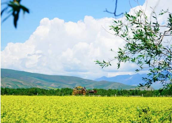 i_Qinghai's tweet photo. Provence has lavender.
Qinghai has Menyuan. πΌ
Every July, this highland valley turns gold with vast rapeseed flower fields under the plateau sky.
πMenyuan, Qinghai
#Qinghai #Menyuan #iQinghai #FlowerFields #MeetQinghai https://t.co/NfivL3eHNQ