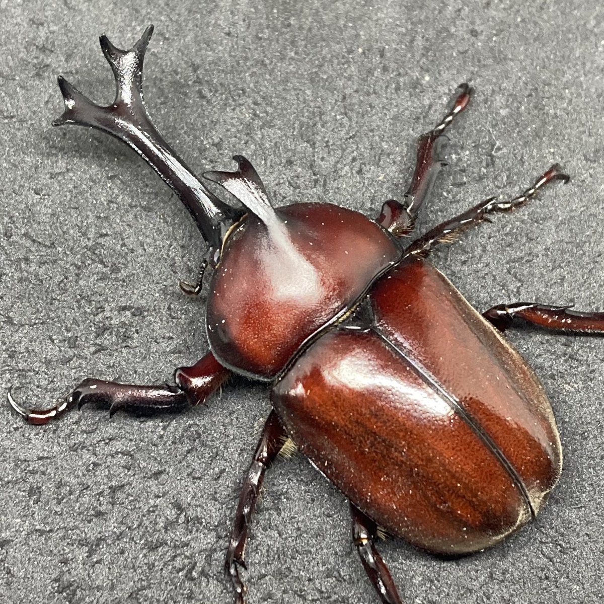 numakuwa's tweet photo. 【赤カブトF0】
前回3世代で途切れてしまった赤カブトですが、割といい感じの赤い個体がオスメス共に羽化してきたので、また始めようと思います。2世代後にはツメまで赤くなります(予定)笑
#カブトムシ #赤カブト #国産カブト #国産カブトムシ https://t.co/X1RuFDRjiZ